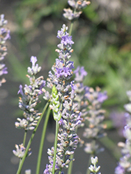 Provence Lavender (Lavandula x intermedia 'Provence') at Valley View Farms