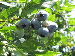 Coville Blueberry (Vaccinium corymbosum 'Coville') at Valley View Farms