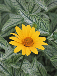 Loraine Sunshine False Sunflower (Heliopsis helianthoides 'Loraine Sunshine') at Valley View Farms
