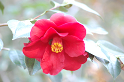 Ice Angels Spring's Promise Camellia (Camellia japonica 'Spring's Promise') at Valley View Farms