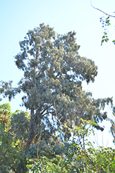 Hollywood Juniper (Juniperus chinensis 'Torulosa') at Valley View Farms