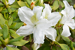 Bloom-A-Thon White Azalea (Rhododendron 'RLH1-3P3') at Valley View Farms