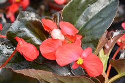 Whopper Red Bronze Leaf Begonia (Begonia 'Whopper Red Bronze Leaf') at Valley View Farms
