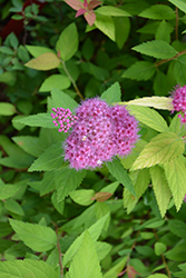 Double Play Candy Corn Spirea (Spiraea japonica 'NCSX1') at Valley View Farms