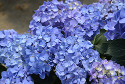 Let's Dance Blue Jangles Hydrangea (Hydrangea macrophylla 'SMHMTAU') at Valley View Farms
