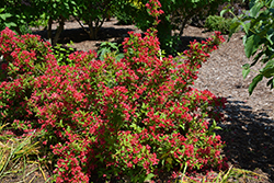 Sonic Bloom Red Reblooming Weigela (Weigela florida 'Verweig 6') at Valley View Farms