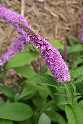 Lo & Behold Pink Micro Chip Butterfly Bush (Buddleia 'Pink Micro Chip') at Valley View Farms