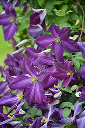 Happy Jack Purple Clematis (Clematis 'Zojapur') at Valley View Farms