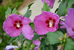 Lil' Kim Pink Rose of Sharon (Hibiscus syriacus 'Lil' Kim Pink') at Valley View Farms
