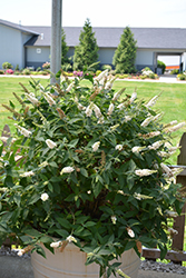 Miss Pearl Butterfly Bush (Buddleia 'Miss Pearl') at Valley View Farms