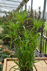 Prince Tut Egyptian Papyrus (Cyperus 'Prince Tut') at Valley View Farms