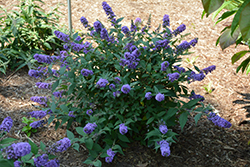 Lo & Behold Blue Chip Butterfly Bush (Buddleia 'Blue Chip') at Valley View Farms