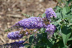 Lo & Behold Lilac Chip Butterfly Bush (Buddleia 'Lilac Chip') at Valley View Farms
