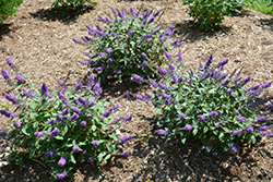 Lo & Behold Blue Chip Jr. Butterfly Bush (Buddleia 'Blue Chip Jr.') at Valley View Farms