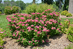 Double Play Red Spirea (Spiraea japonica 'SMNSJMFR') at Valley View Farms