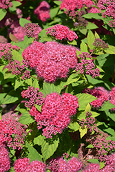 Double Play Red Spirea (Spiraea japonica 'SMNSJMFR') at Valley View Farms