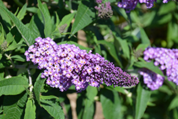 Pugster Amethyst Butterfly Bush (Buddleia 'SMNBDL') at Valley View Farms