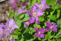 Jolly Good Clematis (Clematis 'Zojogo') at Valley View Farms