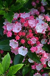 Ostbo Red Mountain Laurel (Kalmia latifolia 'Ostbo Red') at Valley View Farms