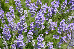 Blue Cushion Lavender (Lavandula angustifolia 'Blue Cushion') at Valley View Farms