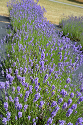 Hidcote Blue Lavender (Lavandula angustifolia 'Hidcote Blue') at Valley View Farms