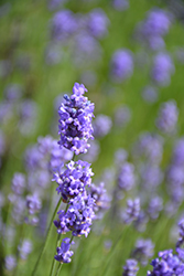 Hidcote Blue Lavender (Lavandula angustifolia 'Hidcote Blue') at Valley View Farms