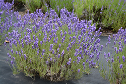 Hidcote Lavender (Lavandula angustifolia 'Hidcote') at Valley View Farms
