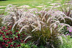 Fountain Grass (Pennisetum setaceum) at Valley View Farms