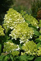 Little Lime Hydrangea (Hydrangea paniculata 'Jane') at Valley View Farms