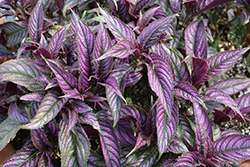Persian Shield (Strobilanthes dyerianus) at Valley View Farms