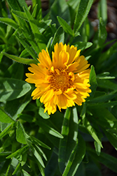 Rising SunTickseed (Coreopsis 'Rising Sun') at Valley View Farms