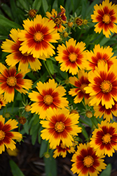 UpTick Gold and Bronze Tickseed (Coreopsis 'Baluptgonz') at Valley View Farms