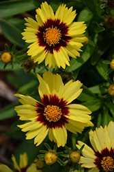 UpTick Yellow and Red Tickseed (Coreopsis 'Baluptowed') at Valley View Farms