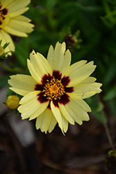 UpTick Cream and Red Tickseed (Coreopsis 'Balupteamed') at Valley View Farms