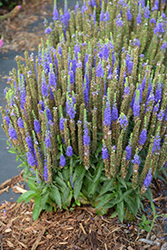 Royal Candles Speedwell (Veronica spicata 'Royal Candles') at Valley View Farms