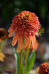 Cone-fections Marmalade Coneflower (Echinacea 'Marmalade') at Valley View Farms