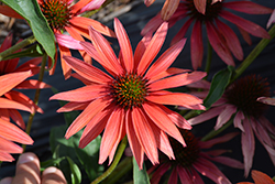 Hot Summer Coneflower (Echinacea 'Hot Summer') at Valley View Farms