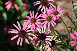 Rocky Top Coneflower (Echinacea tennesseensis 'Rocky Top') at Valley View Farms