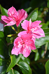 Soiree Double Pink Vinca (Catharanthus roseus 'Soiree Double Pink') at Valley View Farms