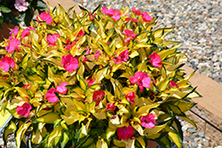 SunPatiens Compact Tropical Rose New Guinea Impatiens (Impatiens 'SunPatiens Compact Tropical Rose') at Valley View Farms