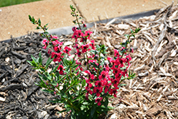 Archangel Cherry Red Angelonia (Angelonia angustifolia 'Balarcher') at Valley View Farms