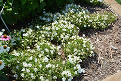 Rapido White Bellflower (Campanula carpatica 'Rapido White') at Valley View Farms
