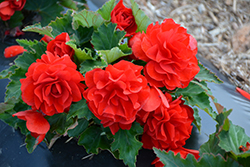 Nonstop Red Begonia (Begonia 'Nonstop Red') at Valley View Farms