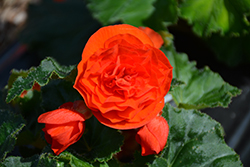 Nonstop Orange Begonia (Begonia 'Nonstop Orange') at Valley View Farms