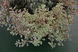 Tricolor Stonecrop (Sedum spurium 'Tricolor') at Valley View Farms