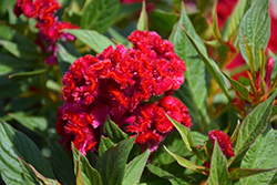Twisted Red Celosia (Celosia cristata 'Twisted Red') at Valley View Farms