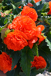 Nonstop Orange Begonia (Begonia 'Nonstop Orange') at Valley View Farms