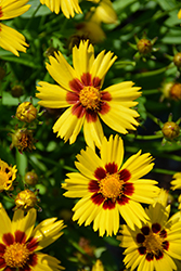 Sunkiss Tickseed (Coreopsis grandiflora 'SunKiss') at Valley View Farms