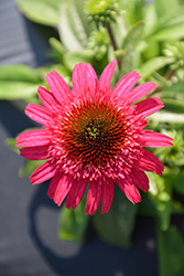 Cara Mia Rose Coneflower (Echinacea 'TNECHCMR') at Valley View Farms