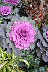 Osaka Red Ornamental Cabbage (Brassica oleracea 'Osaka Red') at Valley View Farms